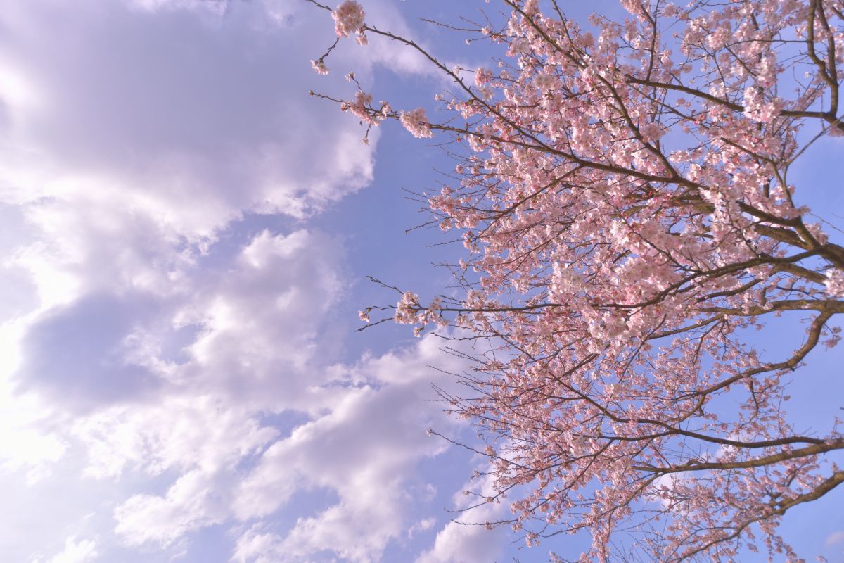 桜雲 植物 桜 Ganref