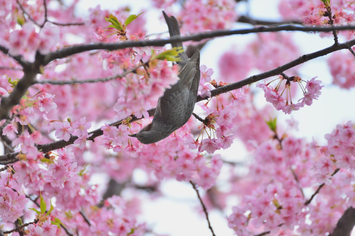 桜を啄む 植物 桜 Ganref 桜を啄む 植物 桜 Ganref