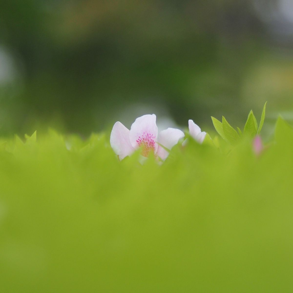 思いっきりの日の丸構図 植物 花 花びら Ganref