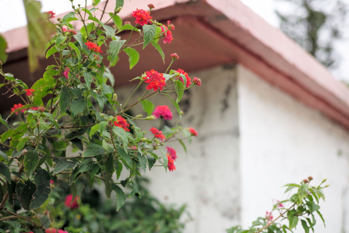 花 すべての人の心に花を 街並み 建物 街並み Ganref