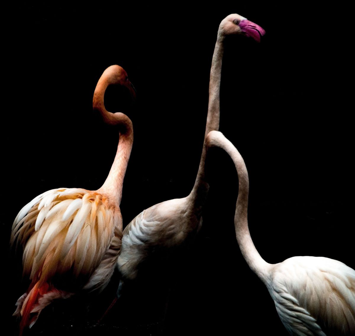 家族の象徴 動物 鳥類 Ganref 家族の象徴 動物 鳥類 Ganref