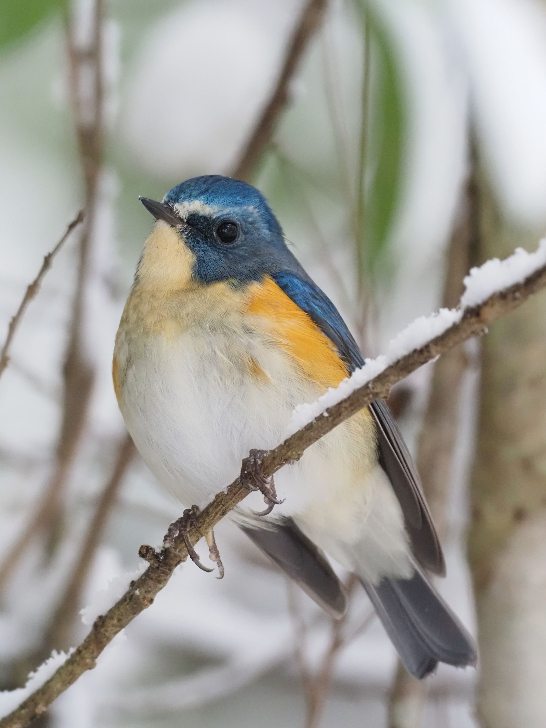 雪の日のルリビタキ | GANREF