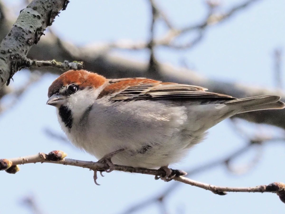 ニュウナイスズメ 2 Ganref