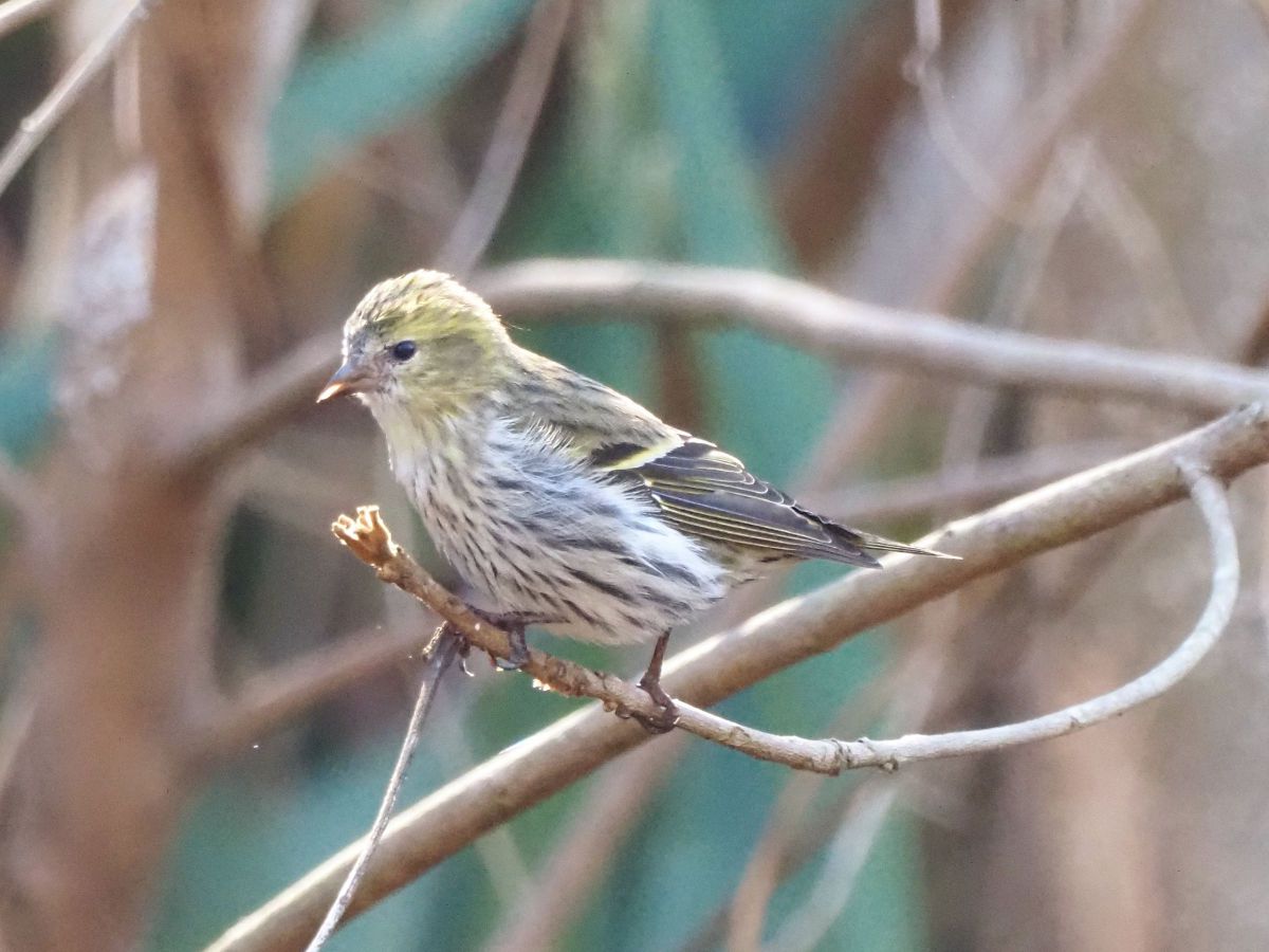 木彫りの鳥　マヒワの飛び立ち 木彫りの鳥マヒワの飛び立ち
