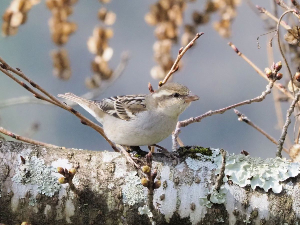 ニュウナイスズメ 3 動物 鳥類 Ganref