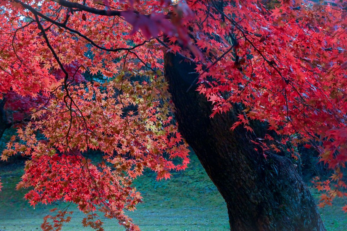 3200x1800] Autumn Landscape : r/wallpaper