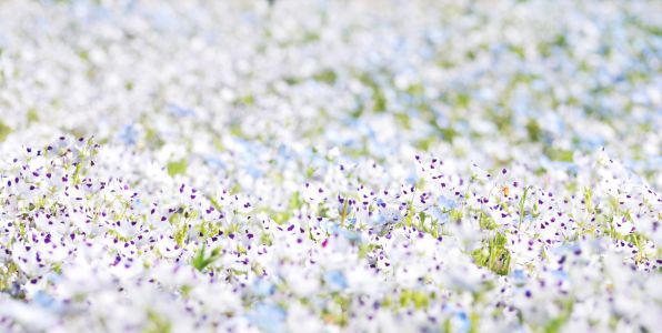 寄せ植え　花■みつばちと花畑 Winter Planting] Make a flower planter that you can enjoy