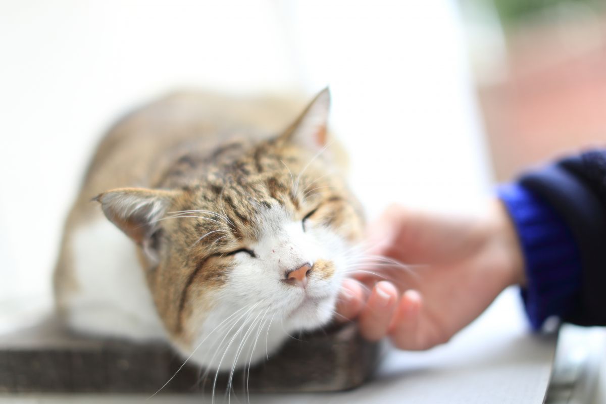 【美品】Canon EF50mm F1.2L USM（作例あり） EF50mm F1.2L USMで撮影された写真 | 写真検索 | GANREF