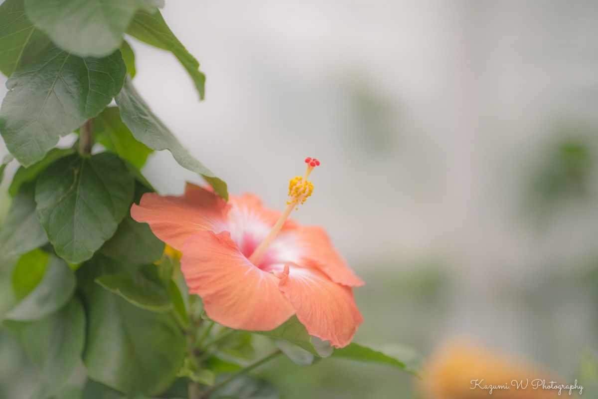 MDAwMDA2NDI1OQ_MC4yNjAxNTMwMCA