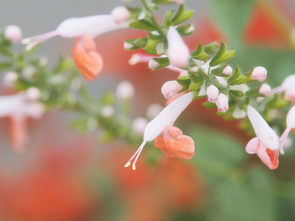 ベニバナサルビア GANREF