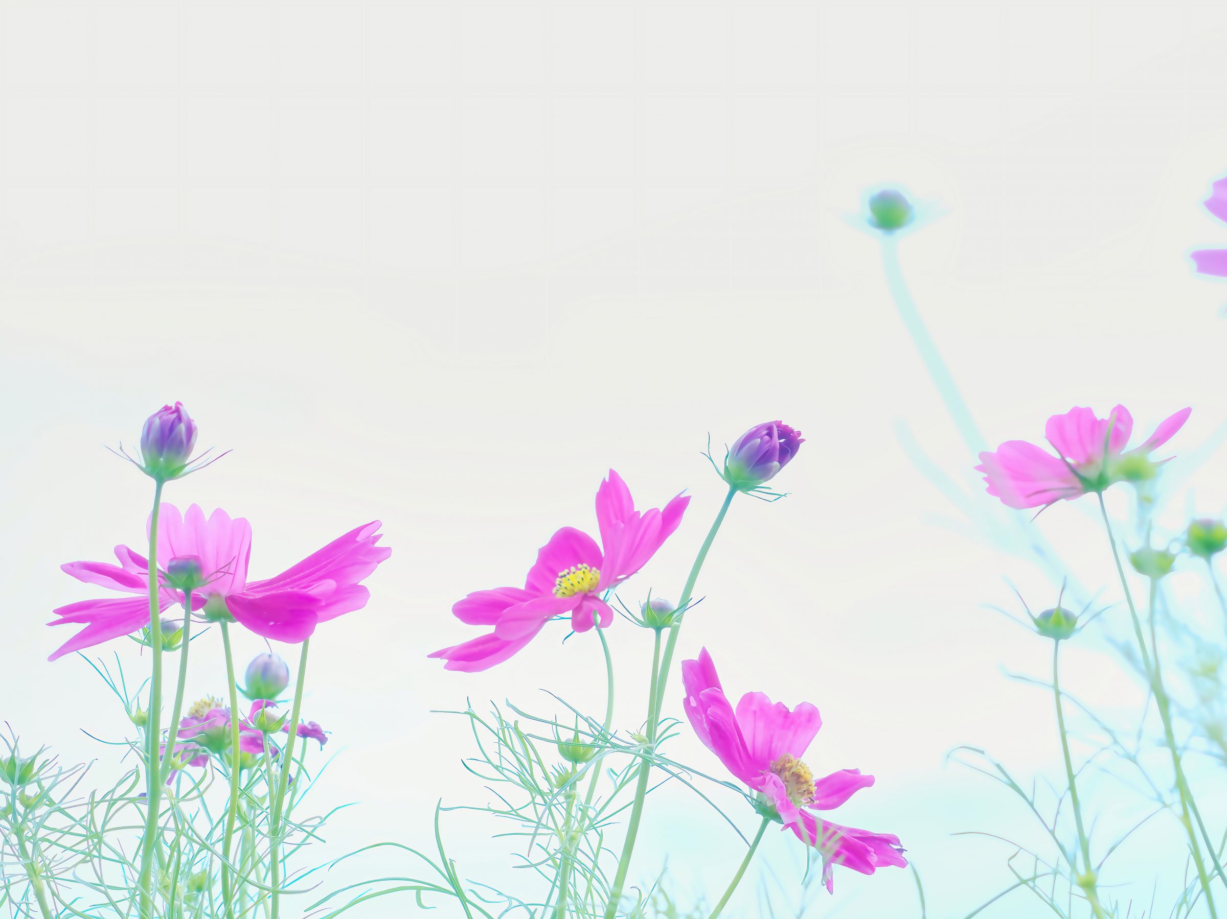 絵画水彩画　♡♡♡風に揺れるコスモス 3点おまとめ透明水彩画原画花の絵風に揺れるコスモス（虹色