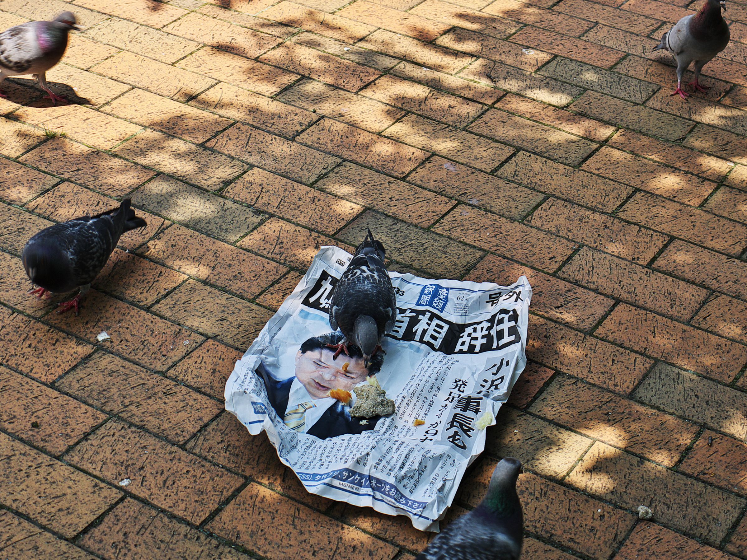 鳩の面汚し | GANREF