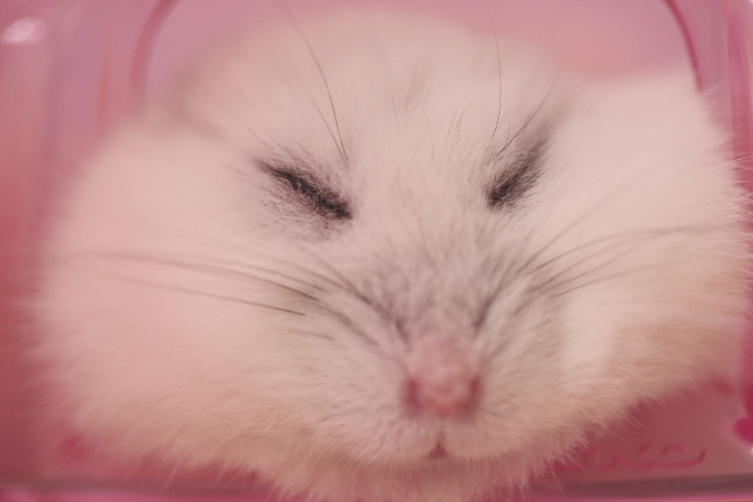 爆睡ハムスター.JPG | GANREF