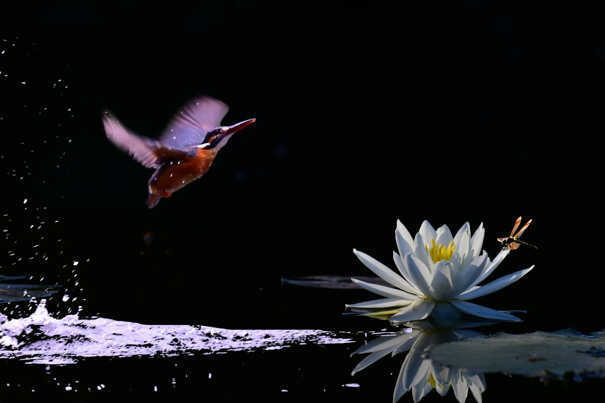 睡蓮とカワセミ 動物 鳥類 Ganref