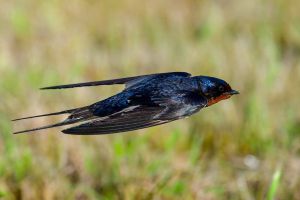 ツバメ オオムジアマツバメ - eBird