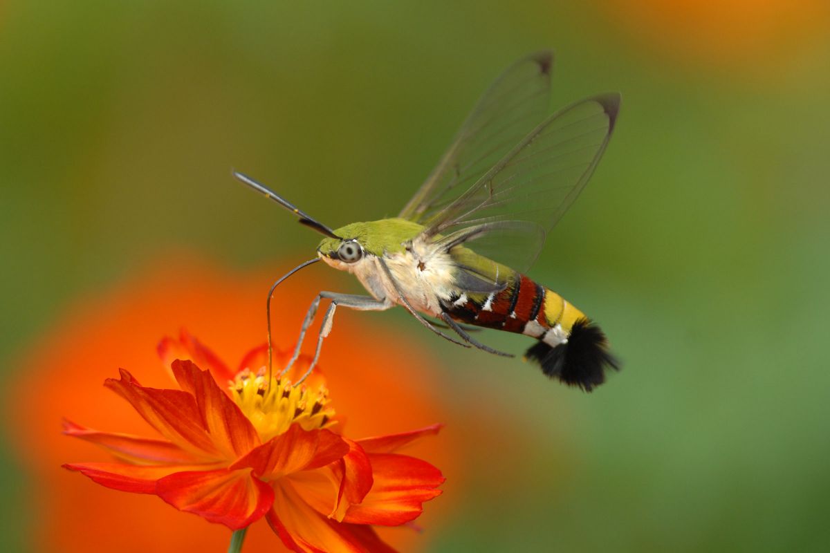 オオスカシバ 動物 虫 昆虫 Ganref