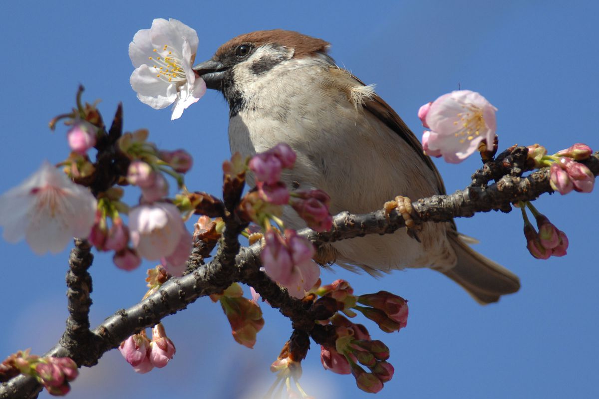 桜にきたスズメ 動物 鳥類 Ganref