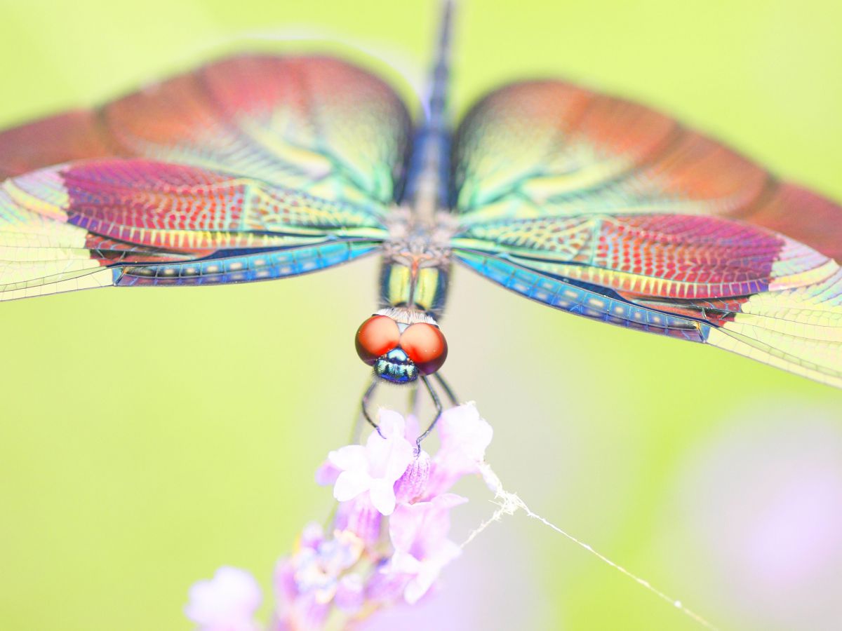 チョウトンボ 動物 虫 昆虫 Ganref チョウトンボ 動物 虫 昆虫 Ganref