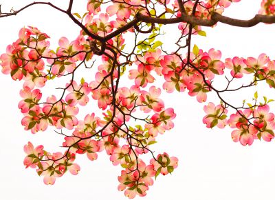 みんなが撮影した花水木（ハナミズキ）の写真 | GANREF