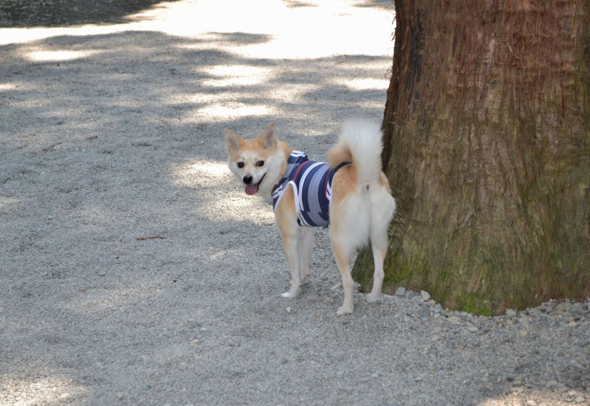 日影から離れないよ 動物 犬 Ganref