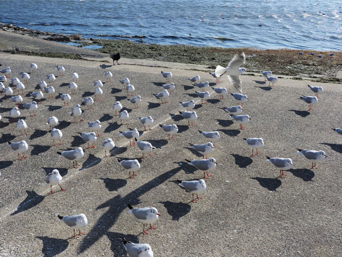 よーいドン！ GANREF