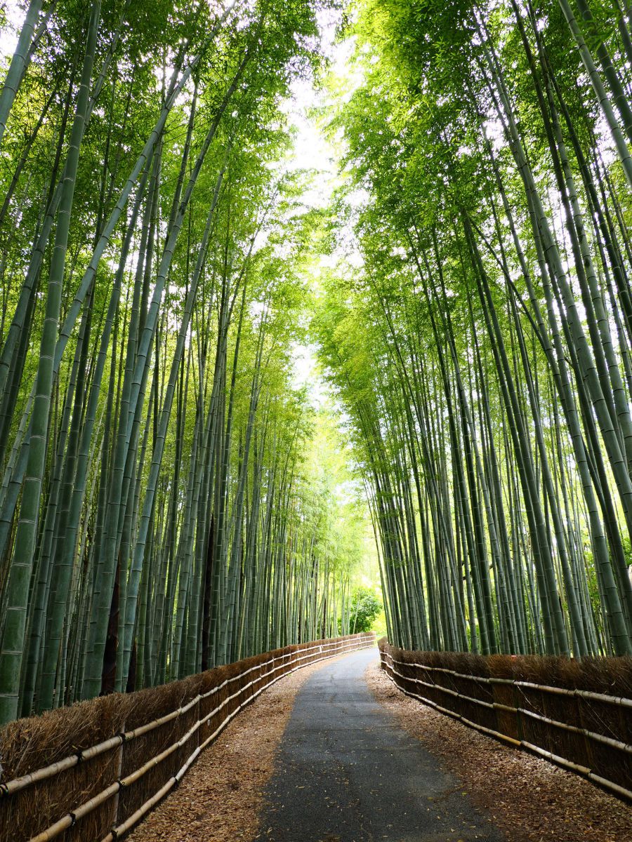 竹林 竹林の小路 | GANREF