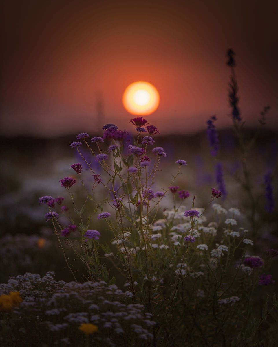 夕焼け花畑 植物 花 花びら Ganref
