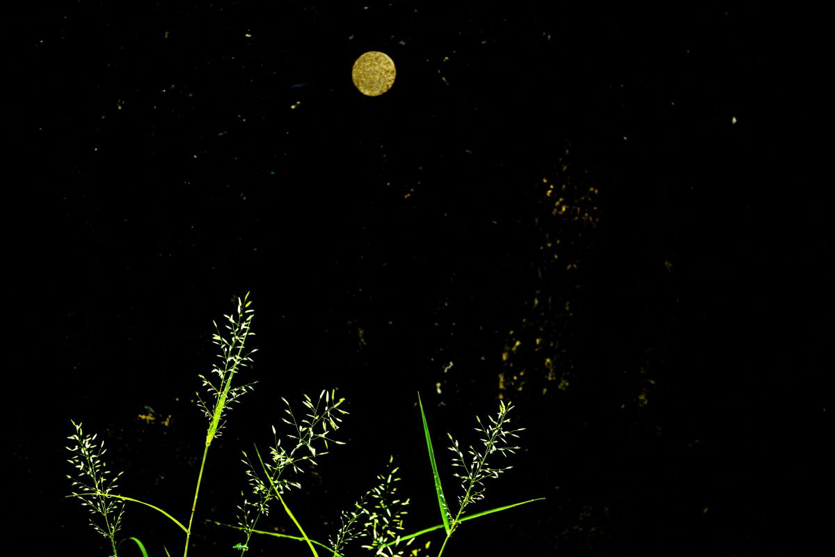 一足早い十五夜お月さまはススキが間に合わず ペンペン草ですみません 植物 草 葉 芽 Ganref