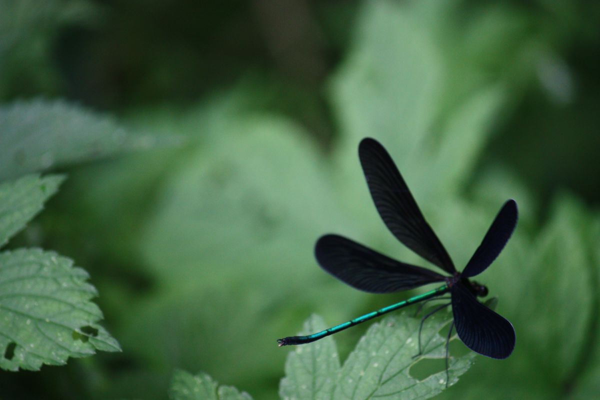 オハグロトンボ Ganref