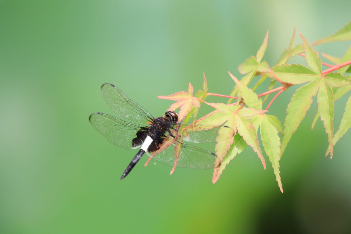 ハゴロモモミジ　トンボ MDAwMDA0NDg0Ng_MC43MDYzMjAwMCA