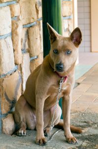 屋久島犬 屋久島犬紹介