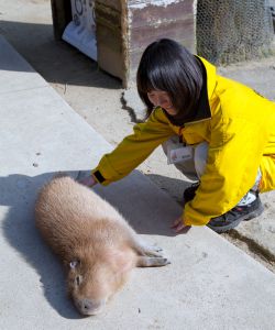 灰色の狐猿　8/1 Amazon.co.jp: ワイルドリパブリック ぶらさがり ワオキツネザル