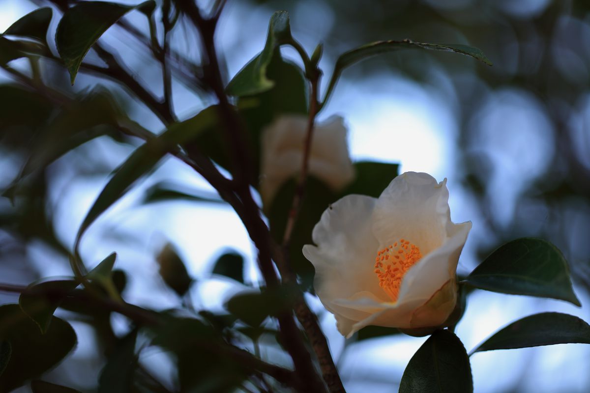 白椿 植物 花 花びら Ganref