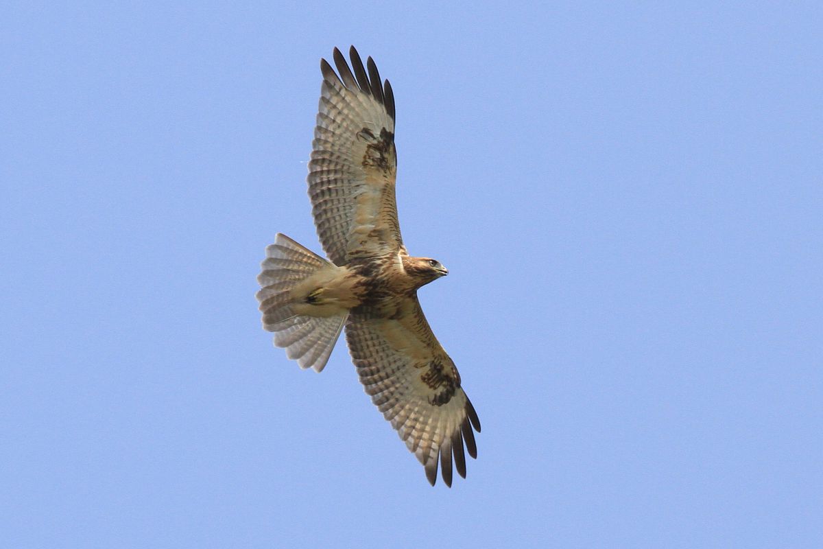 ノスリ飛翔 動物 鳥類 Ganref ノスリ飛翔 動物 鳥類 Ganref