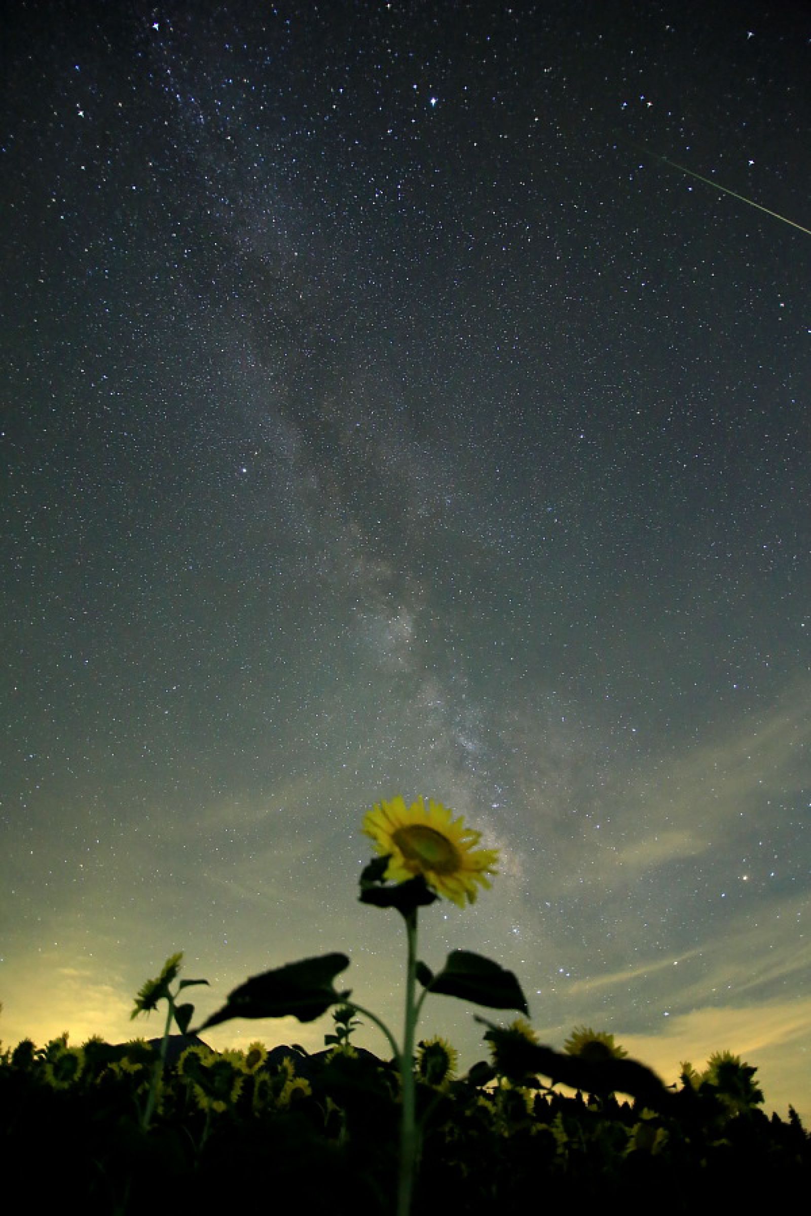 夏の夜の夢 | GANREF