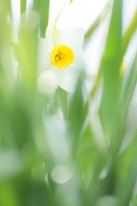 あっかんべー 植物 花 花びら Ganref