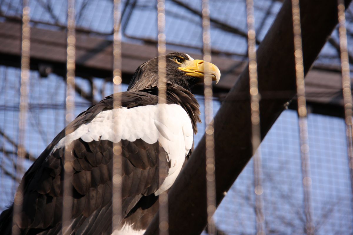 上野動物園のワシ 動物 鳥類 Ganref
