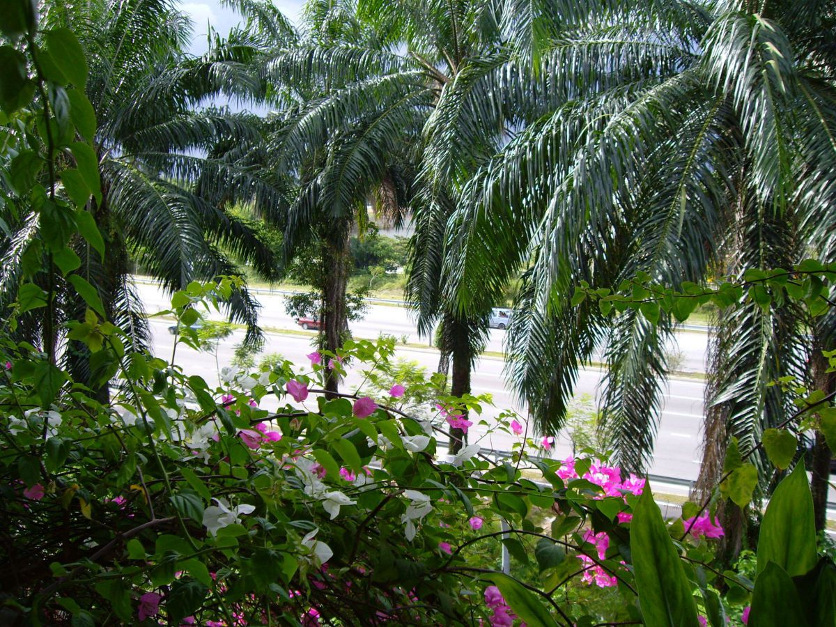 PENTAX Optio S7で撮影された写真 | 写真検索 | GANREF