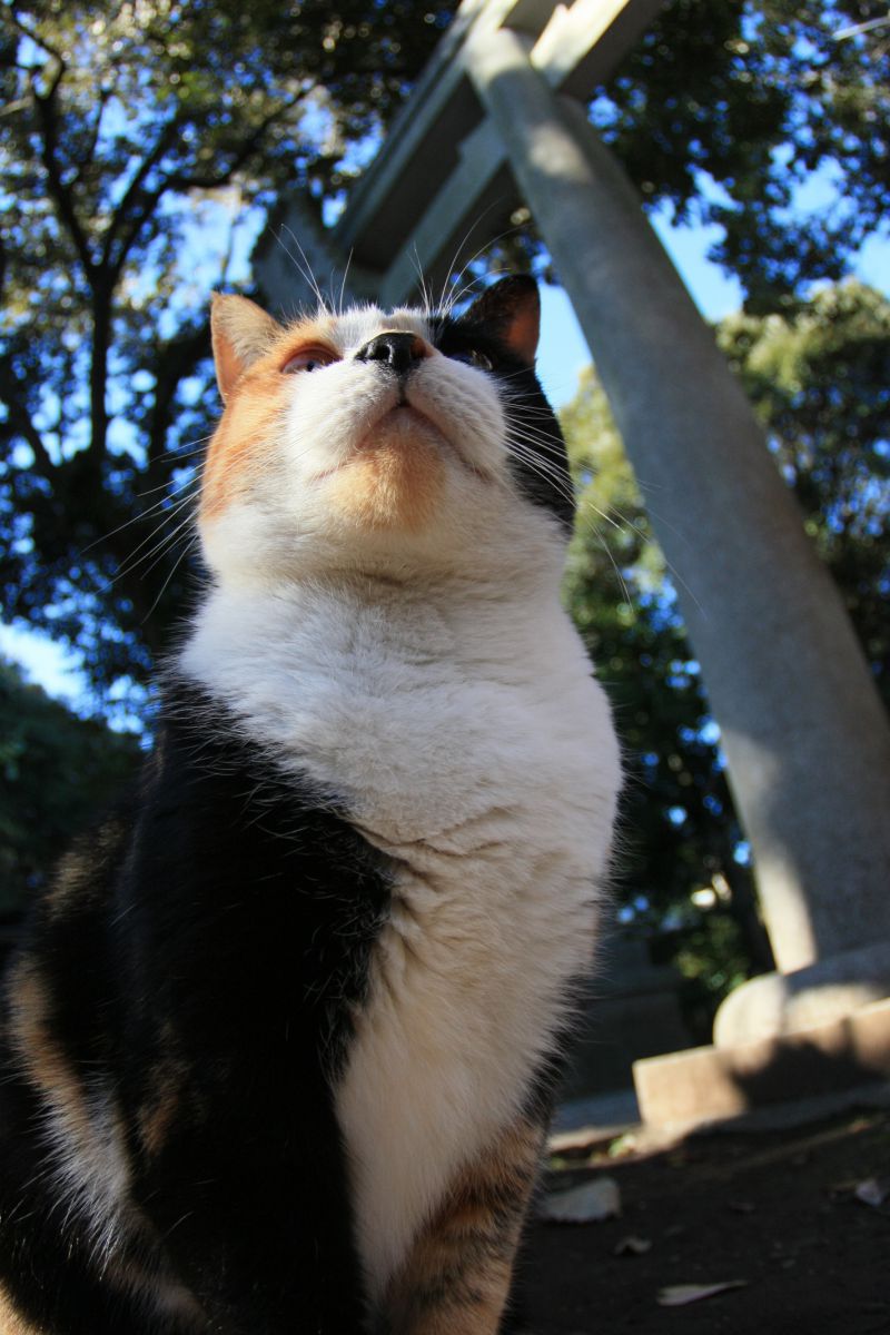 悠然と立つ  動物 ＞ 猫  GANREF