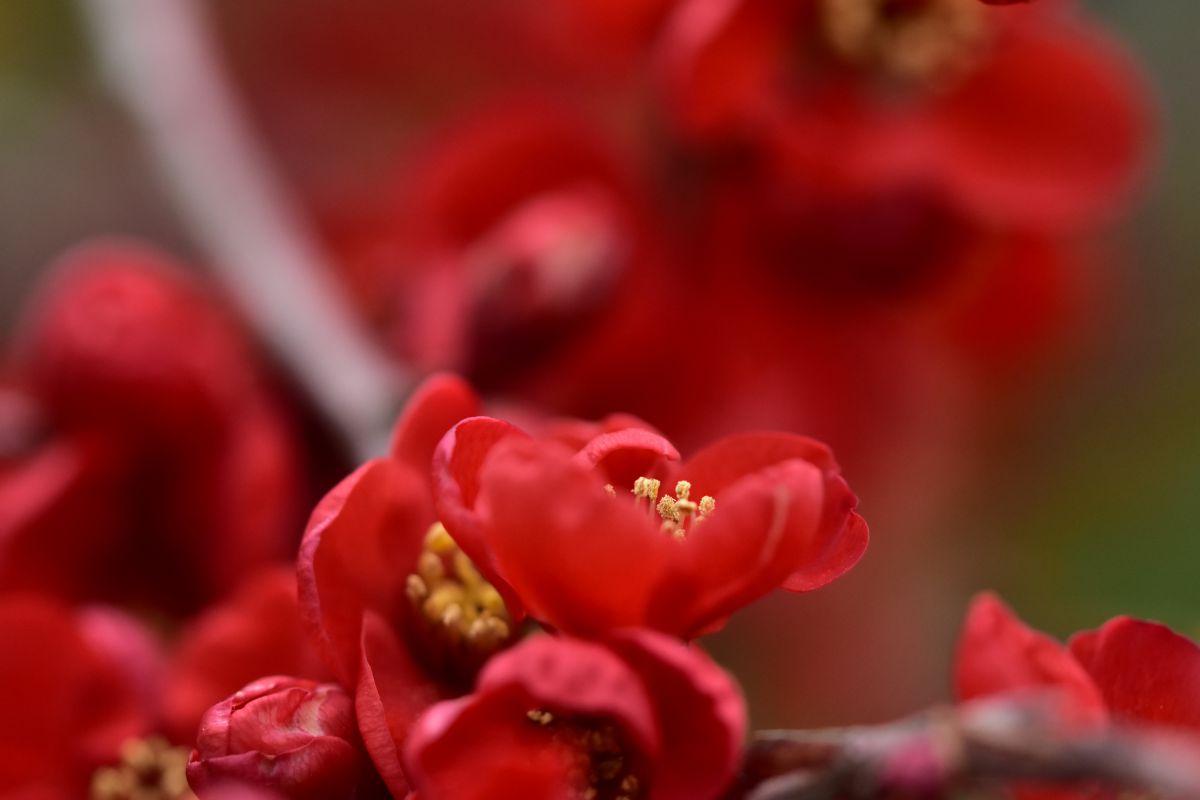 紅の花 植物 花 花びら Ganref 紅の花 植物 花 花びら Ganref