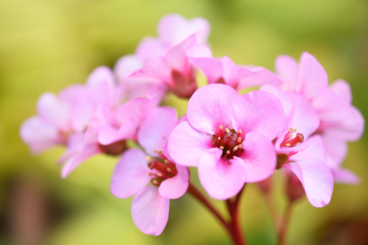 ヒマラヤユキノシタ 植物 花 花びら Ganref