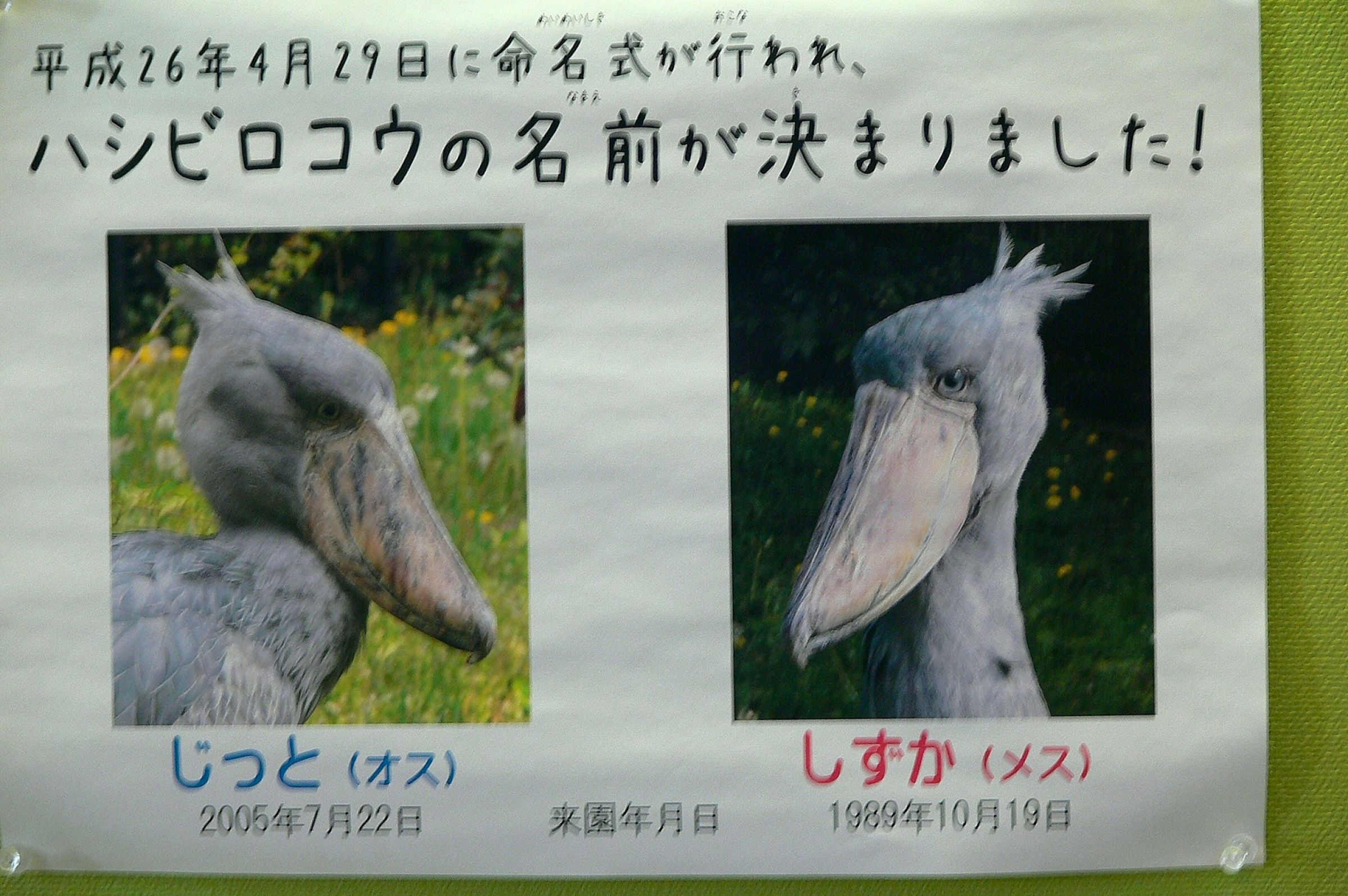 スプレーアート作品「不動の鳥　ハシビロコウ」 不動の鳥「ハシビロコウ」 - SPRAY-KURI'S GALLERY | minne 国内
