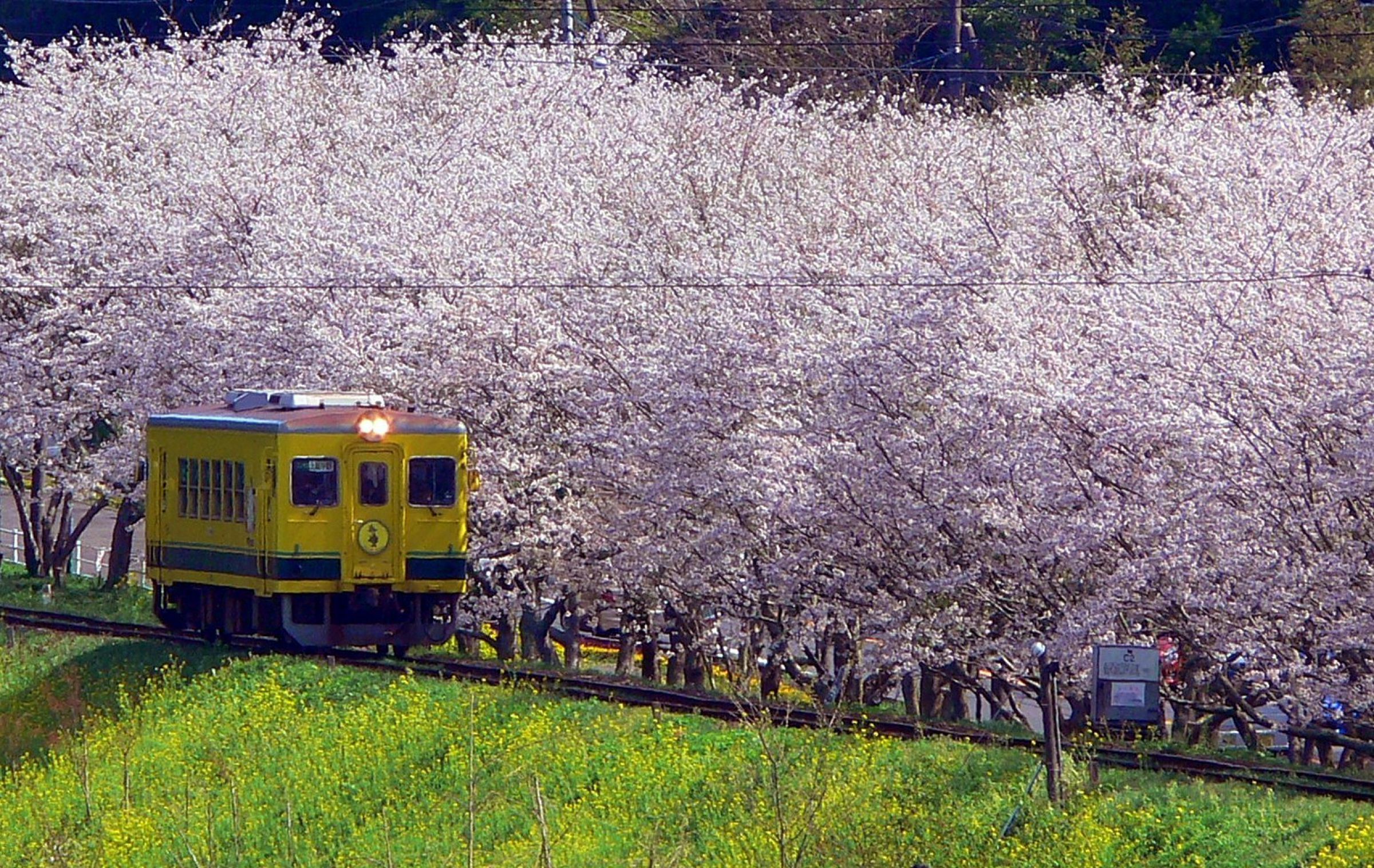 桜満開ﾆ!_新田野駅：いすみ鉄道 | GANREF