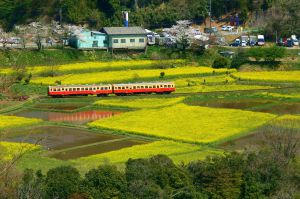 桜と菜の花 石神菜の花畑 小湊鉄道 乗り物 交通 鉄道 駅 Ganref