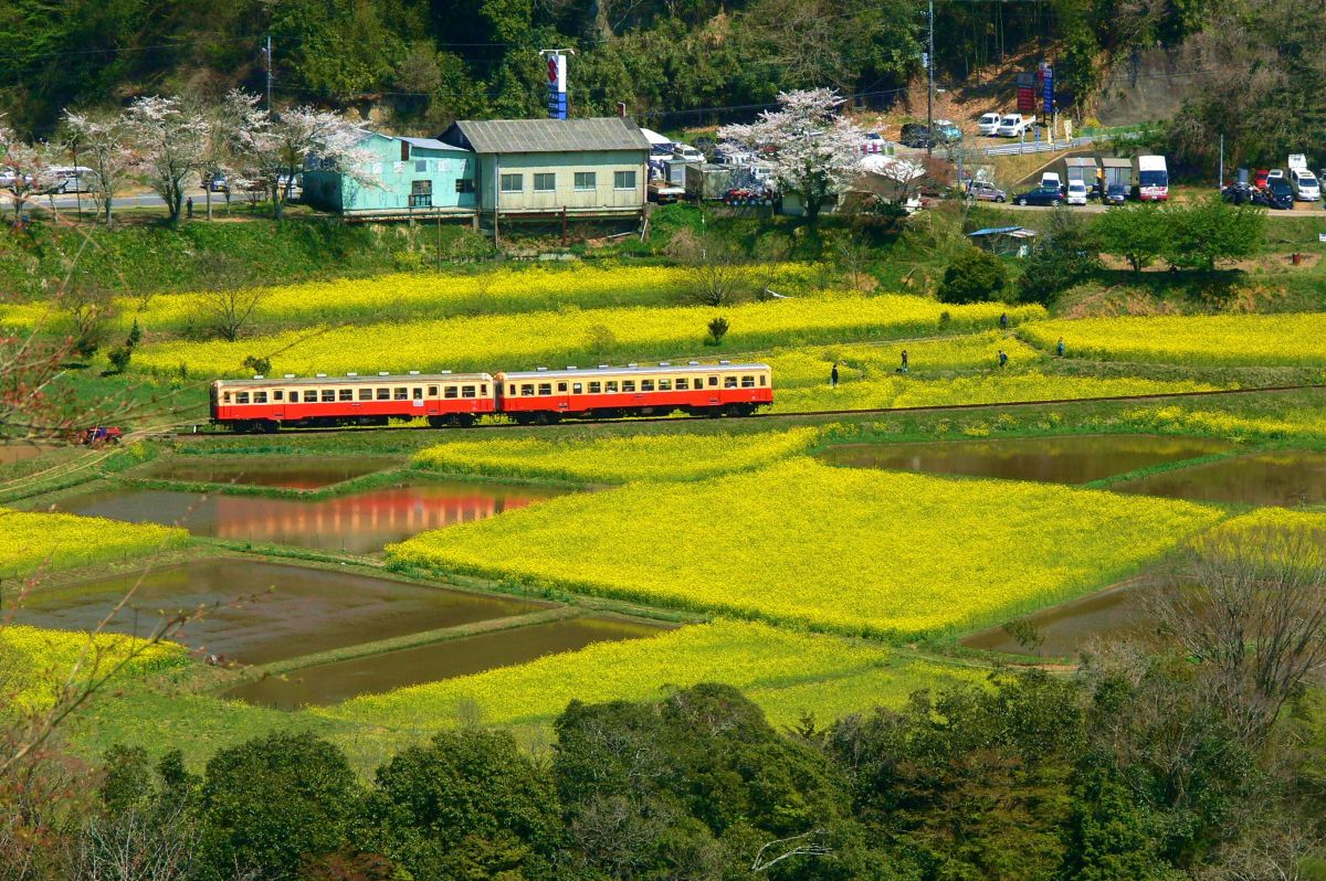 桜と菜の花 石神菜の花畑 小湊鉄道 乗り物 交通 鉄道 駅 Ganref