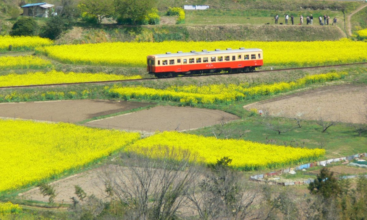 今だ 石神菜の花畑 小湊鉄道 乗り物 交通 鉄道 駅 Ganref