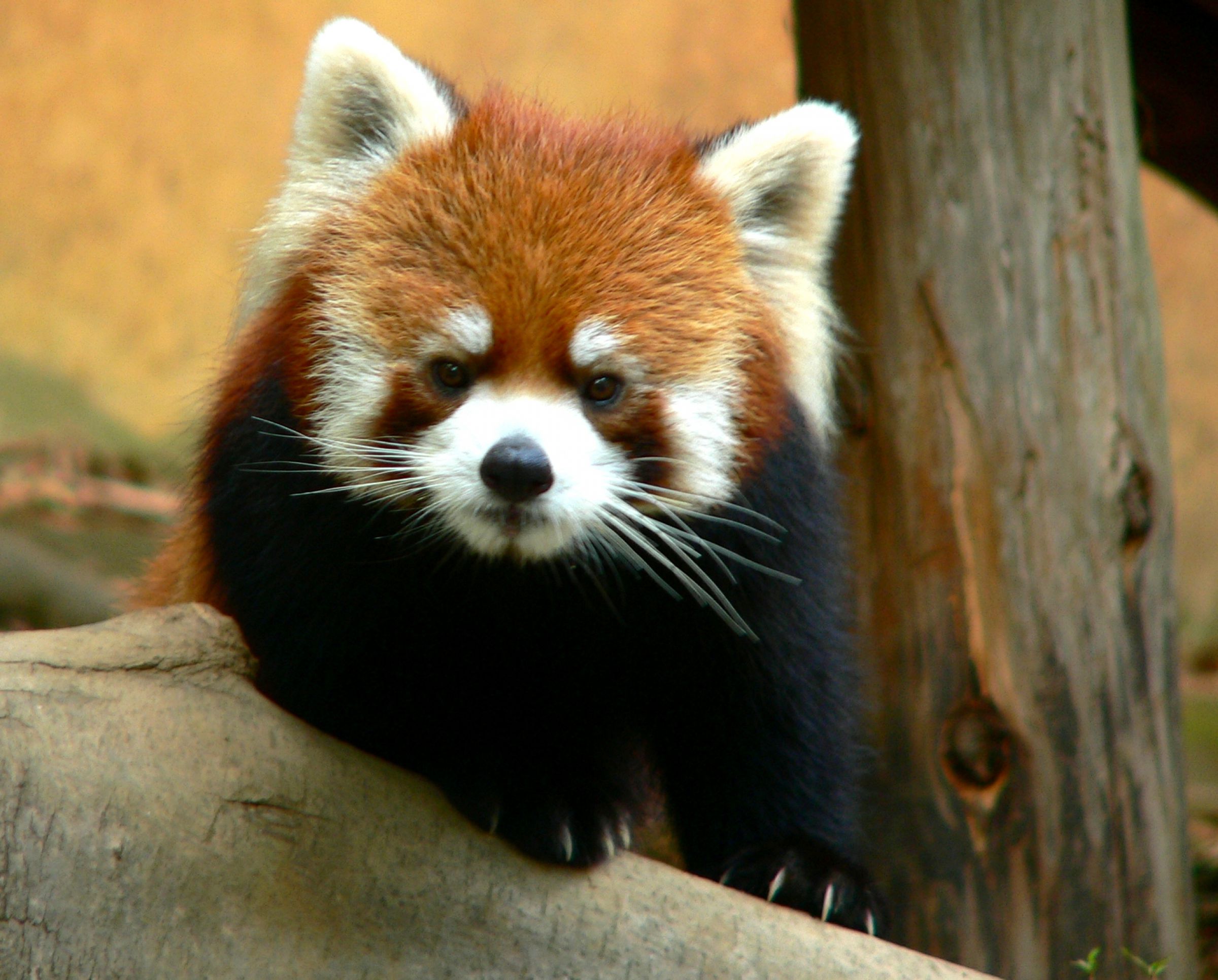 レッサーパンダ 20250622-OYT1I50016-1.jpg?type=ogp