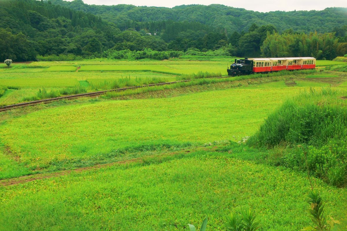 緑の夏 石神菜の花畑 小湊鉄道 乗り物 交通 鉄道 駅 Ganref