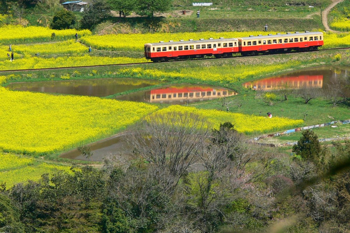 俯瞰の二連装 石神菜の花畑 小湊鉄道 乗り物 交通 鉄道 駅 Ganref