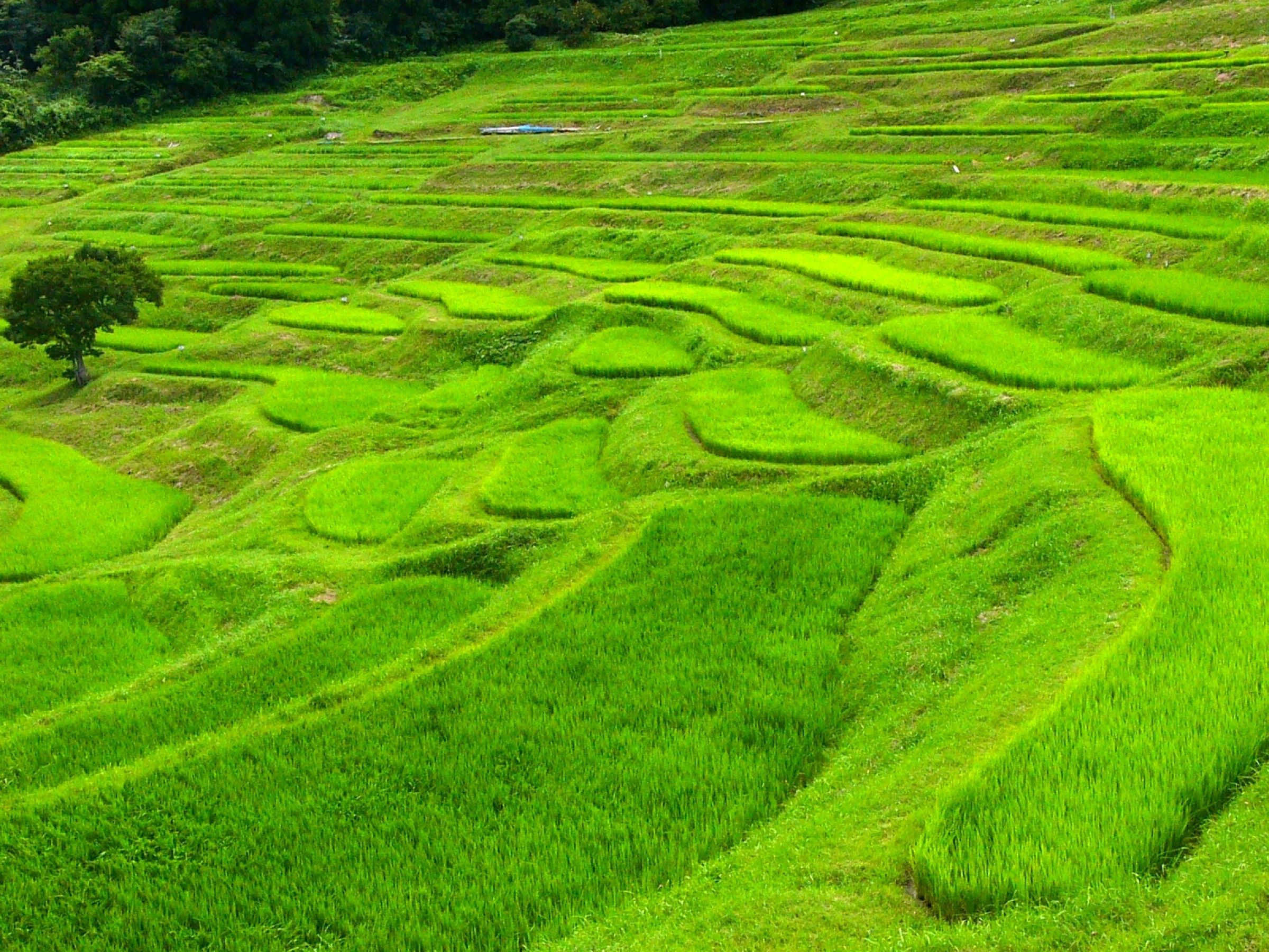 夏の棚田：大山千枚田 | GANREF